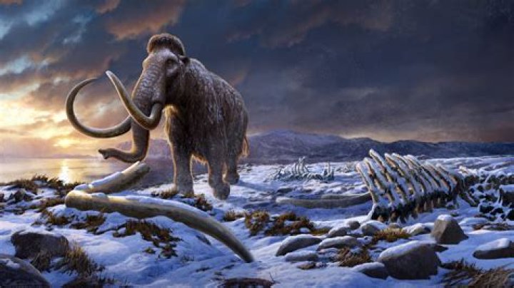 The Last Woolly Mammoths On Wrangel Island Died Of 'Icing Events'